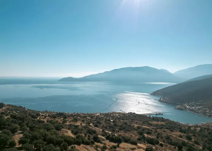Olive Grove *